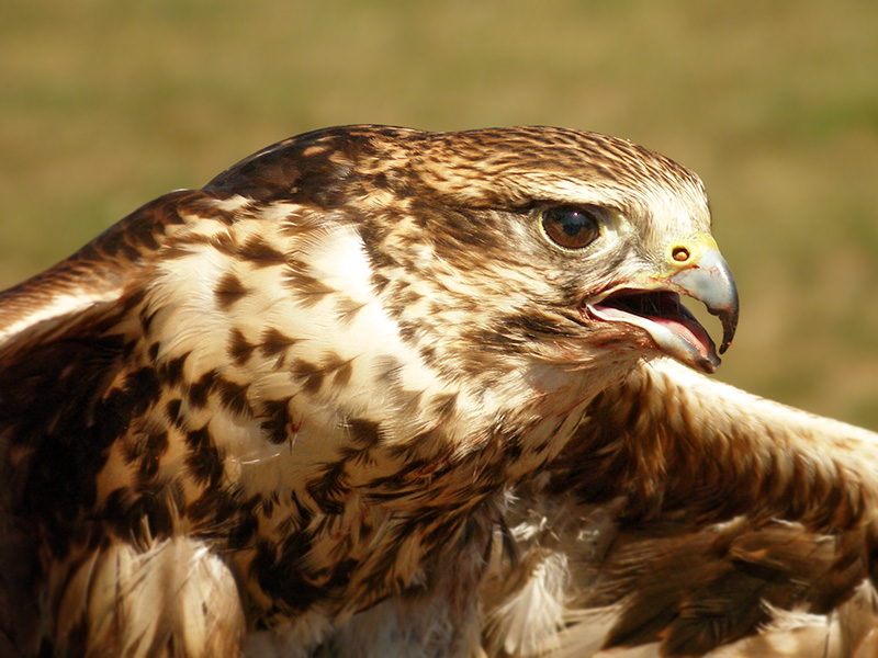 P.Falcon