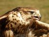 P.Falcon