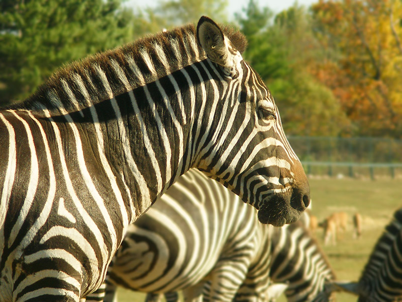 Zebra