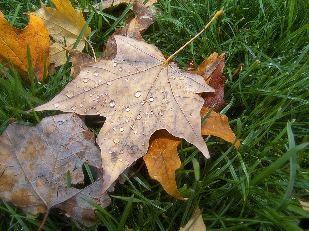 The Fallen