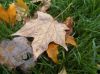 The Fallen