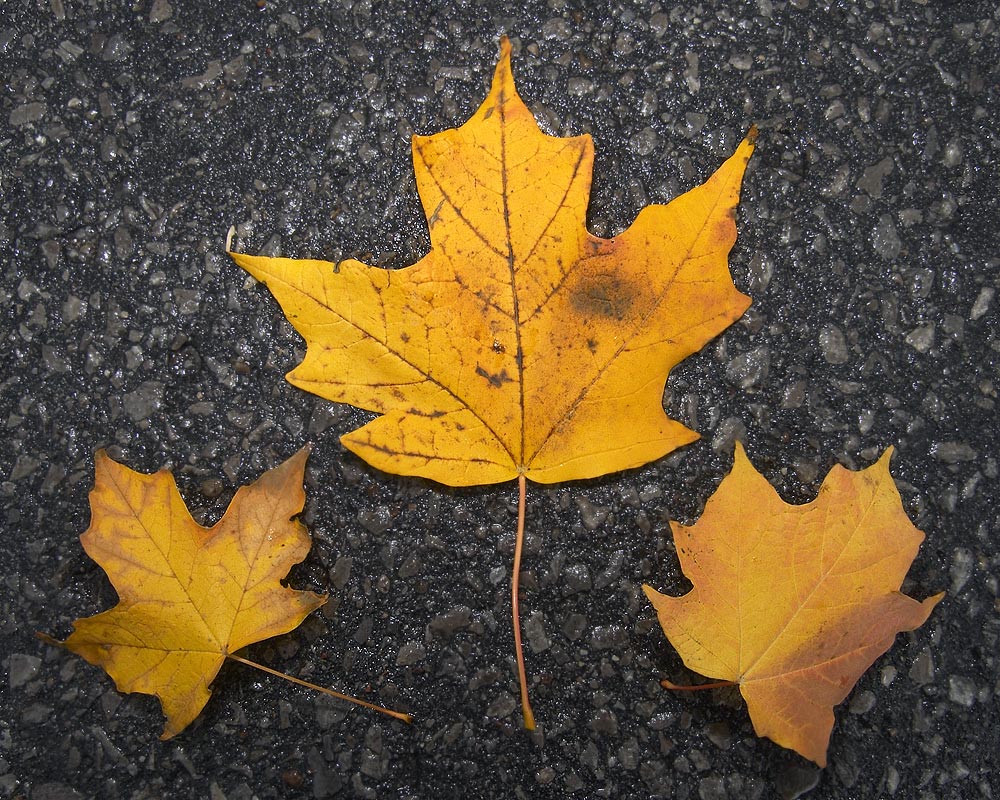 Farewell Fall