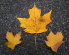 Farewell Fall