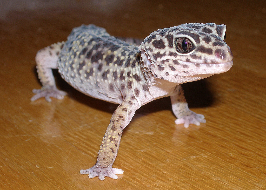Ebby the Gecko