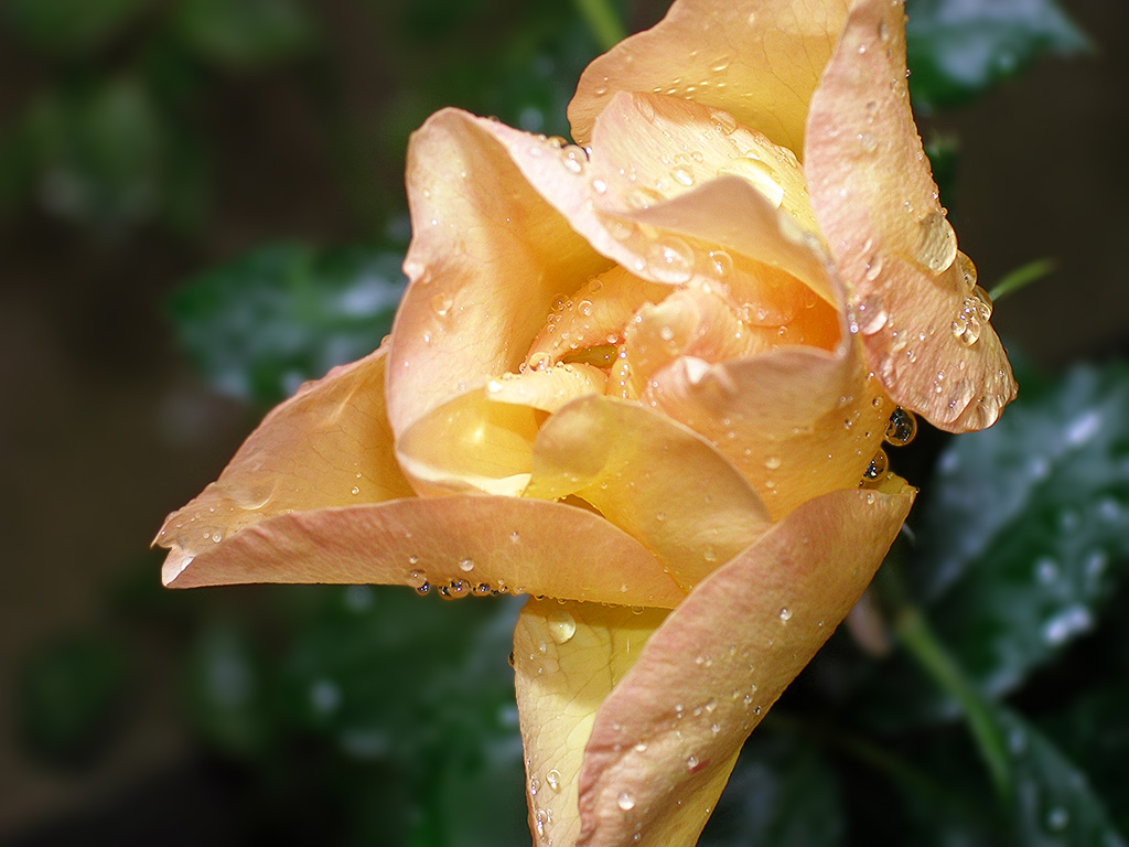 Rain Rose