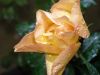 Rain Rose