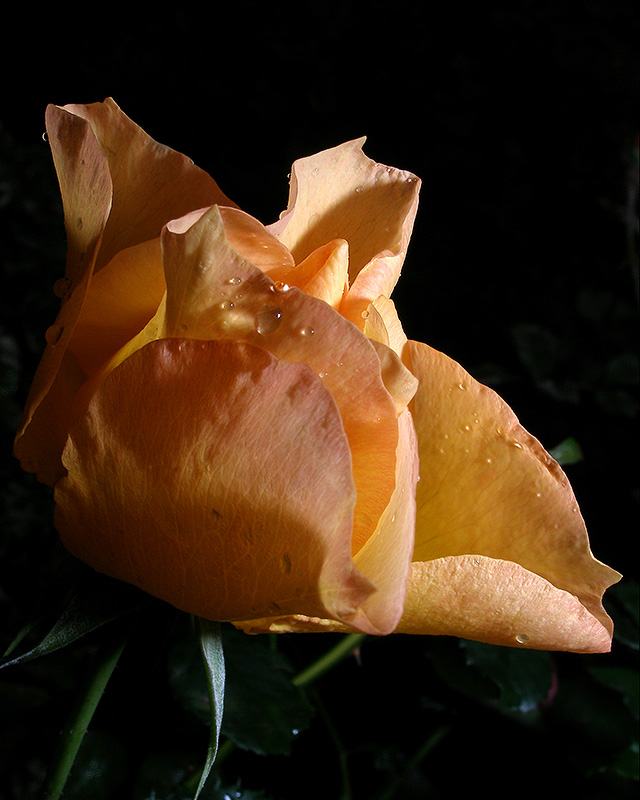 RainRose 2