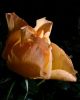 RainRose 2