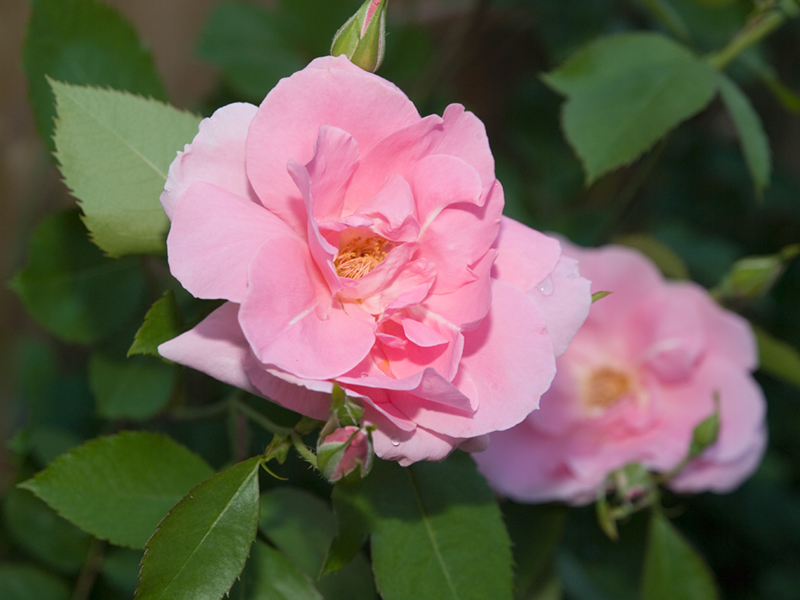 Sweet Rose