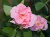 Sweet Rose