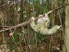 Slothfullness