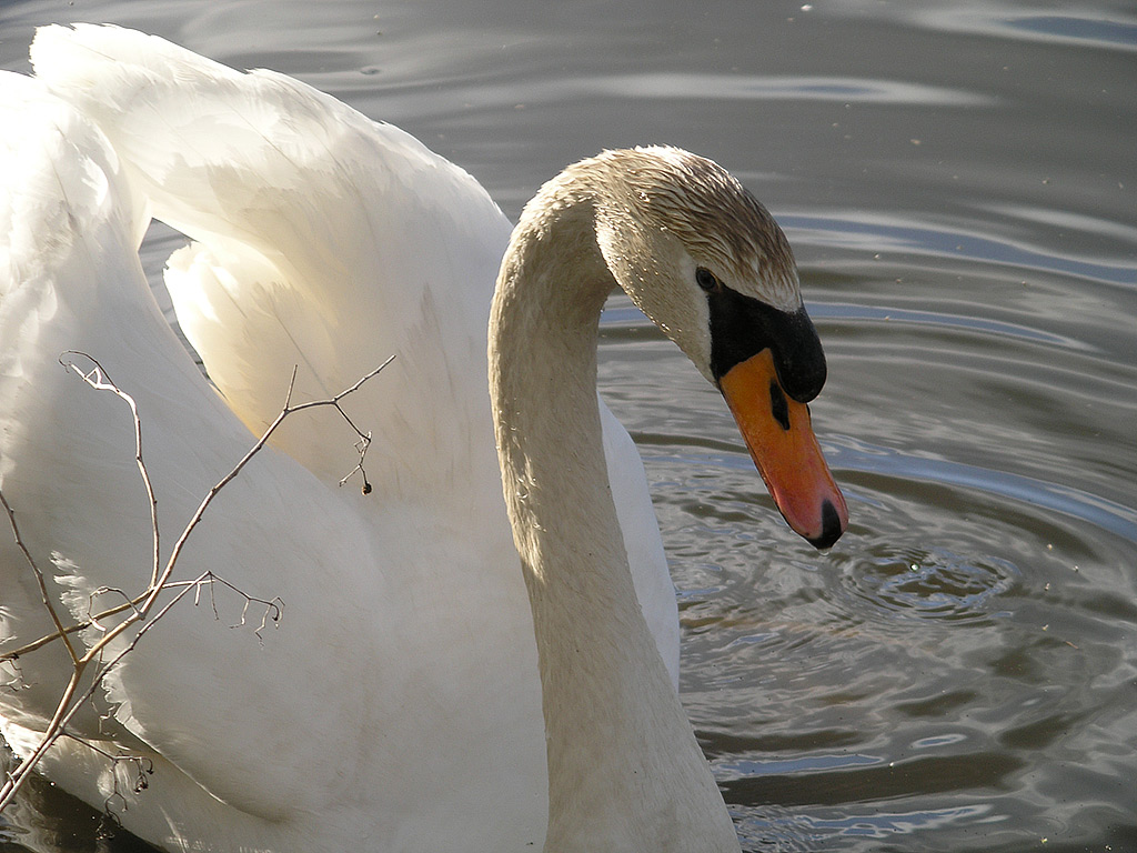 SWAN