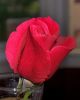 The Rose