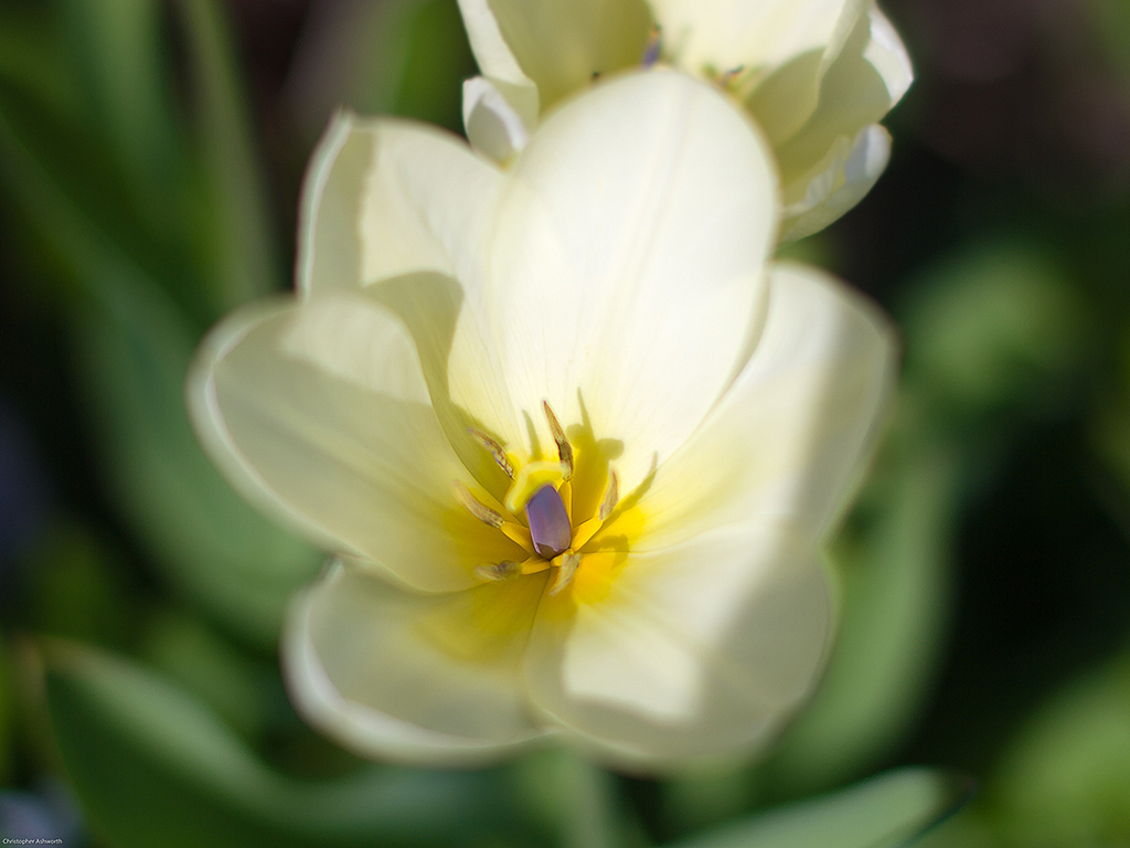 Spring's dancer