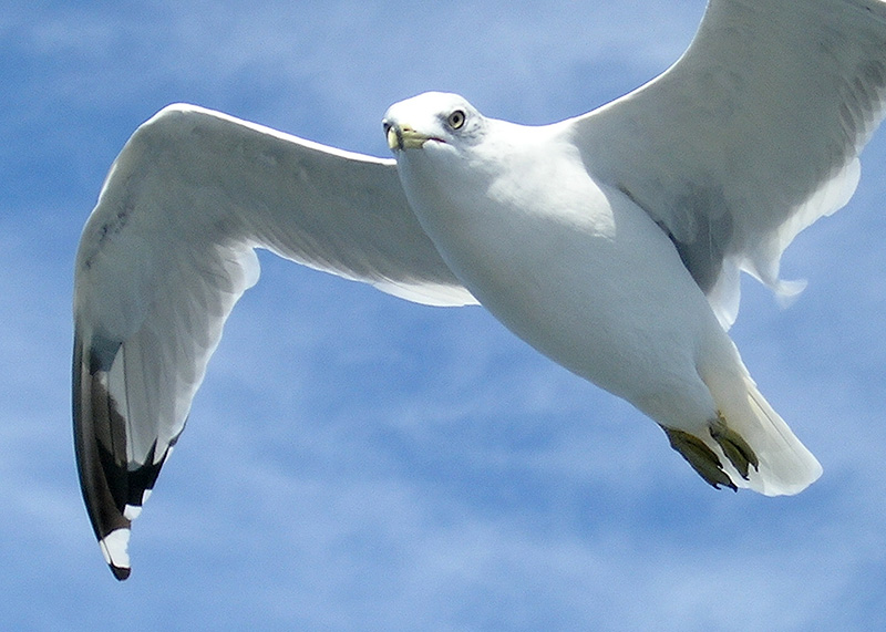 Seagull2