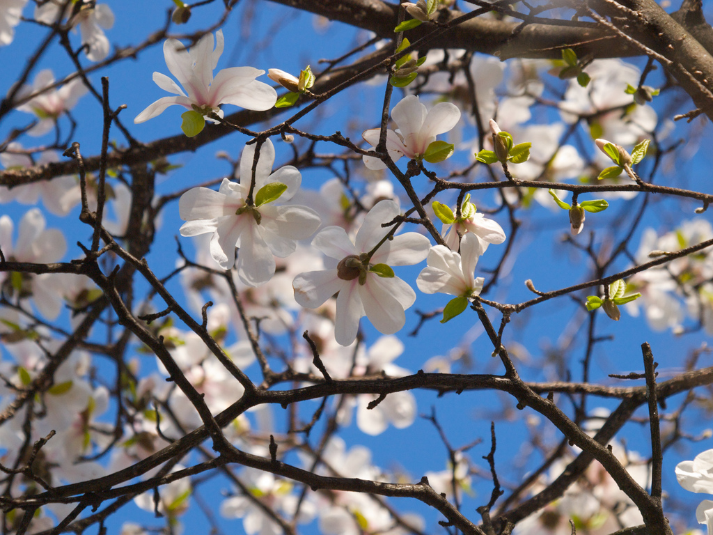 Springtime in Canada