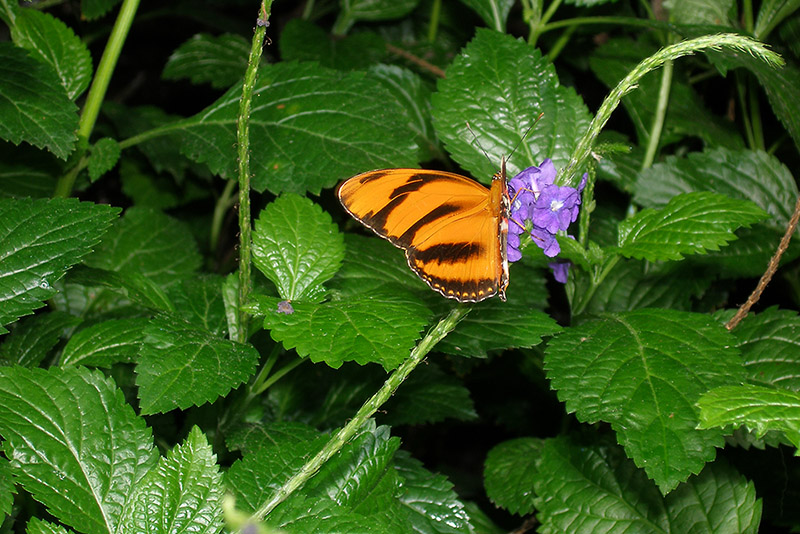 Tiger, tiger burning Bright!