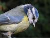 Now where did I put those seeds. by Phil Battersby