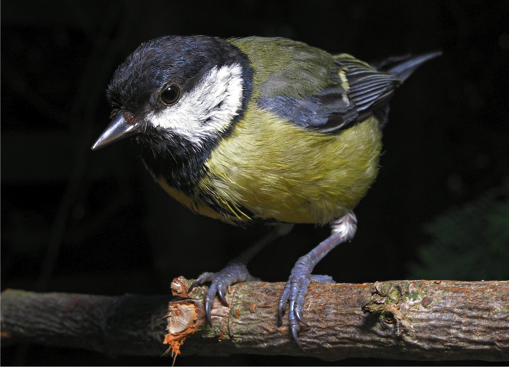 Great Tit (Parus Major)