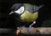Great Tit (Parus Major) by Phil Battersby