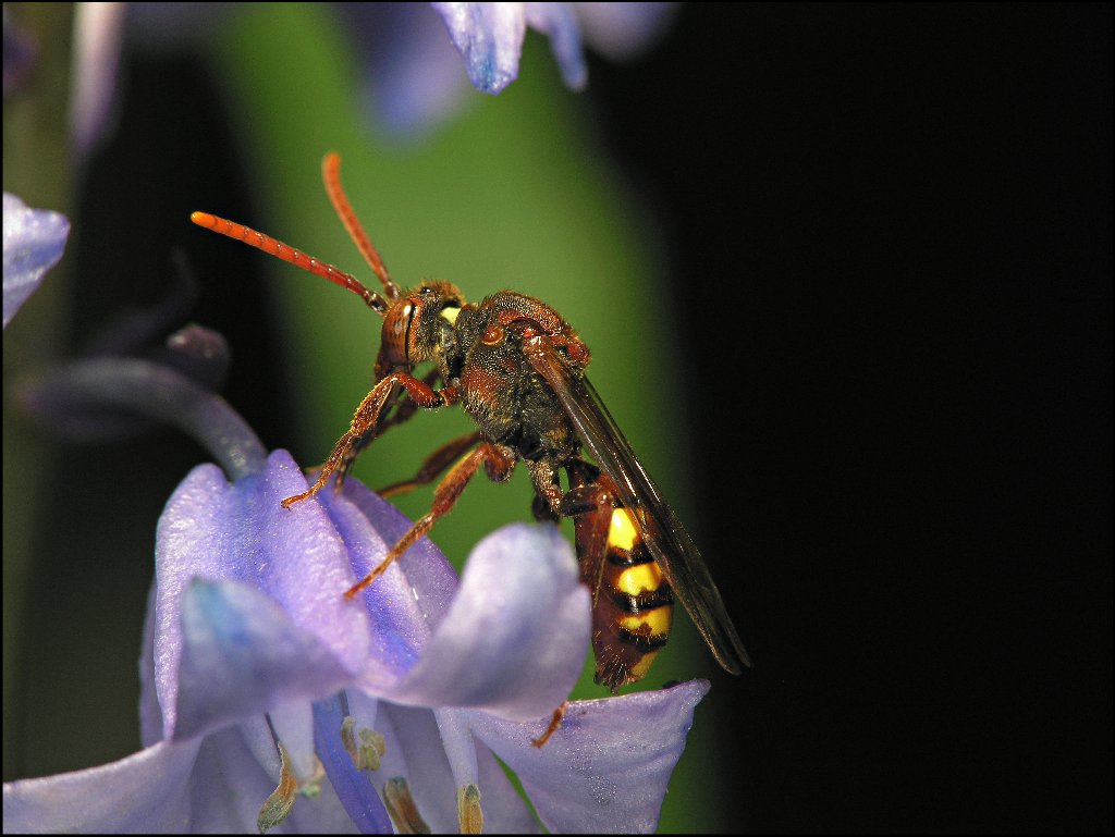 Small Wasp