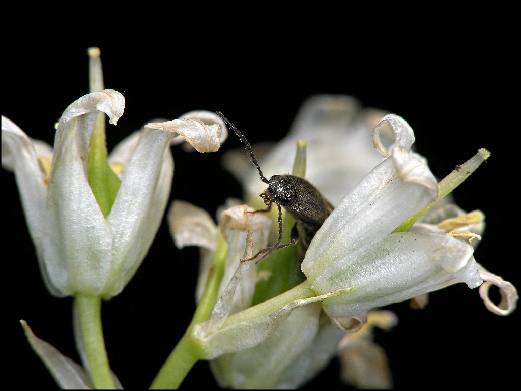 Garden Beetle