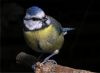 Blue Tit (Parus Caeruleus) by Phil Battersby