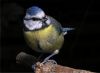 Blue Tit (Parus Caeruleus)