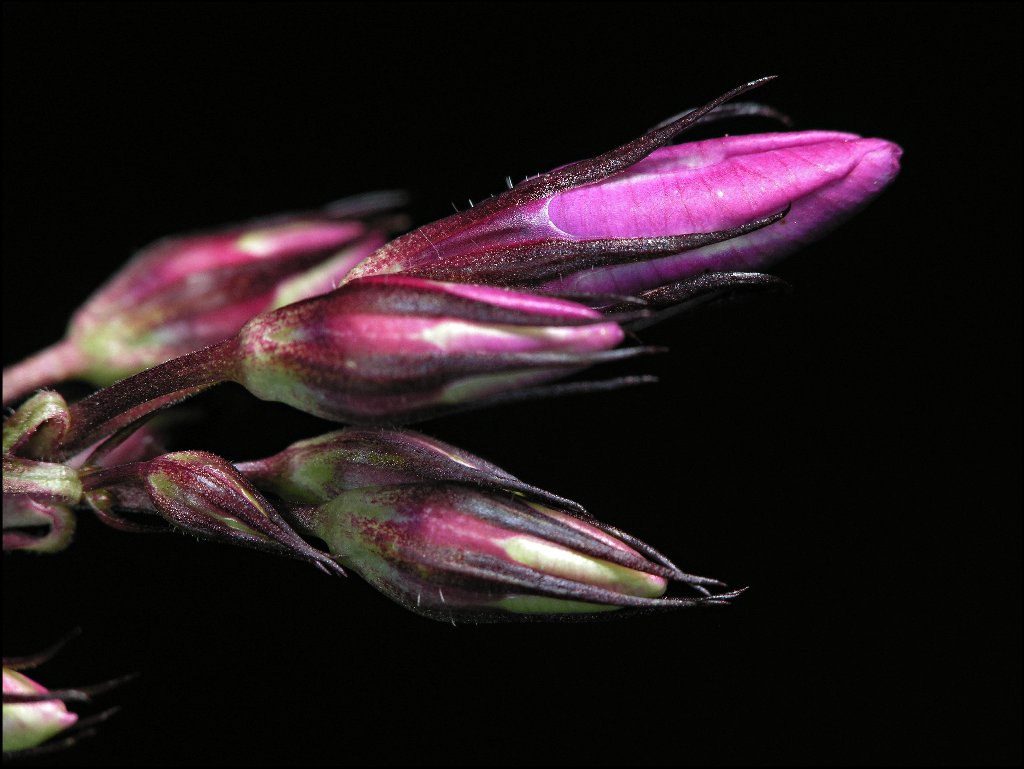 Tomorrows Flowers (Macro)