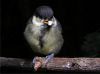 I'm cute by Phil Battersby