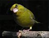 Bird Posing for Photographer by Phil Battersby