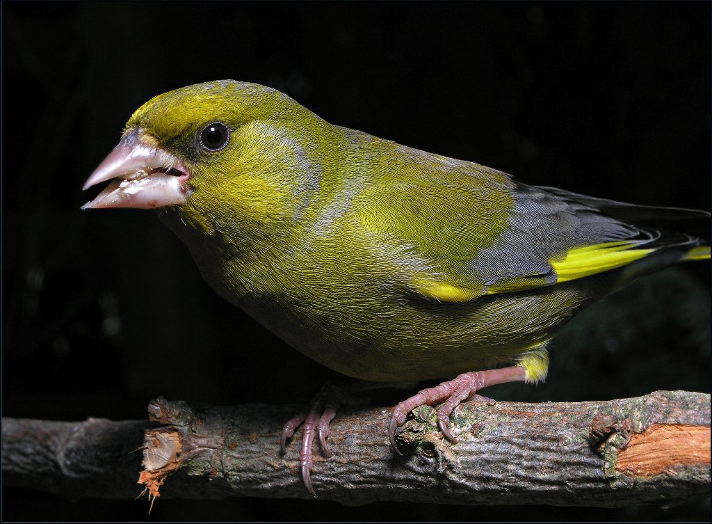 Greenfinch (Carduelis Chloris)