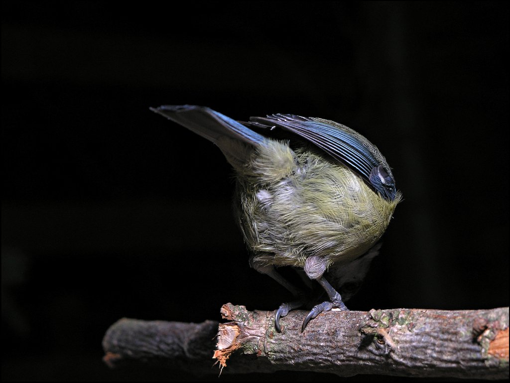 Bird Mooning at Photographer