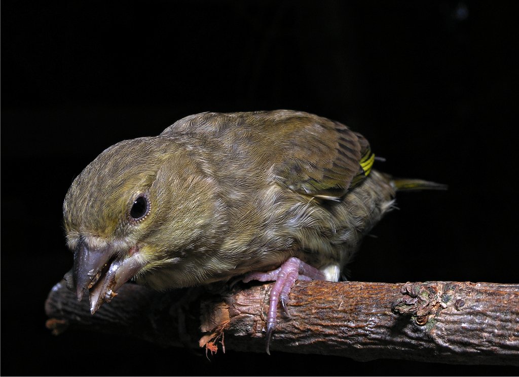 Juvenile Greenfinch