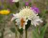 caterpillar on Desert Pincushion (Chaenactis stevioides) by tom neal