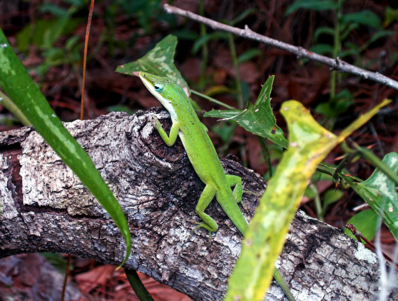 anole