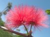 bottlebrush in a blue sky by tom neal
