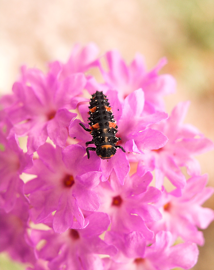 larval Ladybug on Verbena