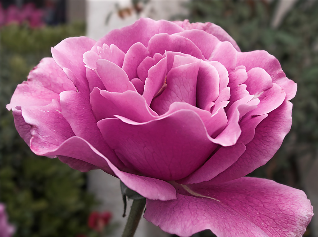Lavender Rose