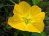 unknown yellow flower by tom neal