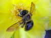 bee on cactus flower by Joe Saladino