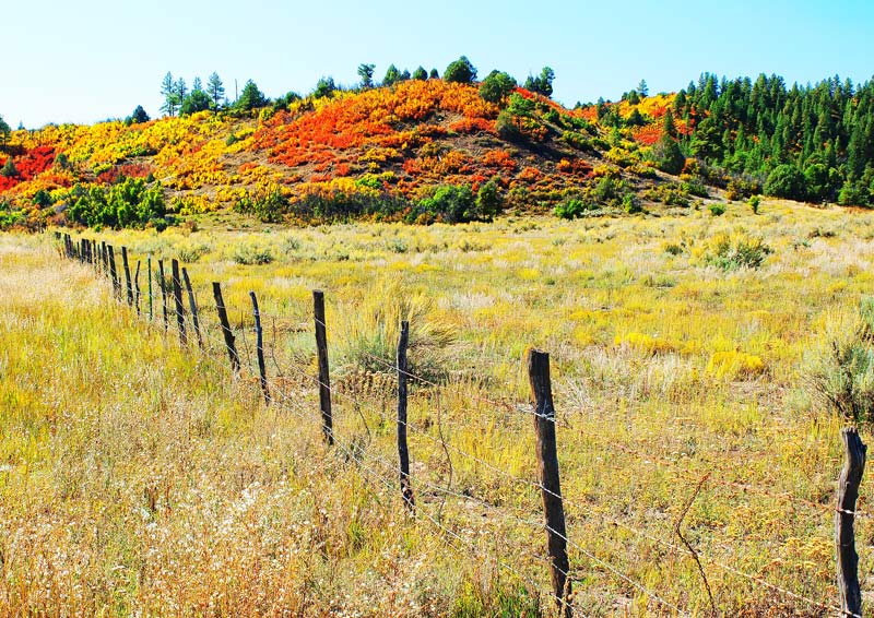 Fall colors in Colorado