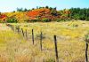 Fall colors in Colorado