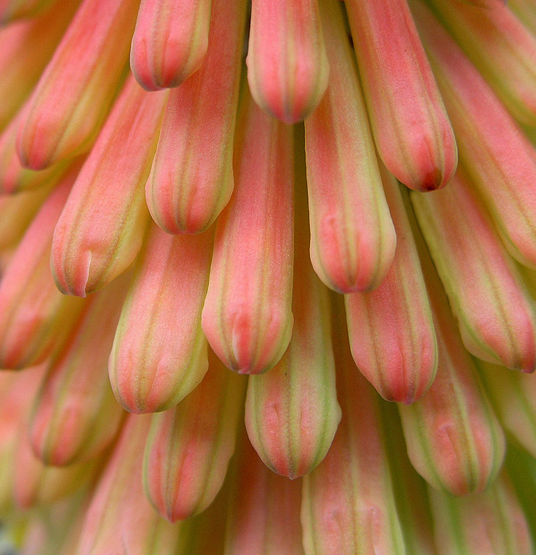 Poker plant flower bud cluster