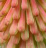 Poker plant flower bud cluster