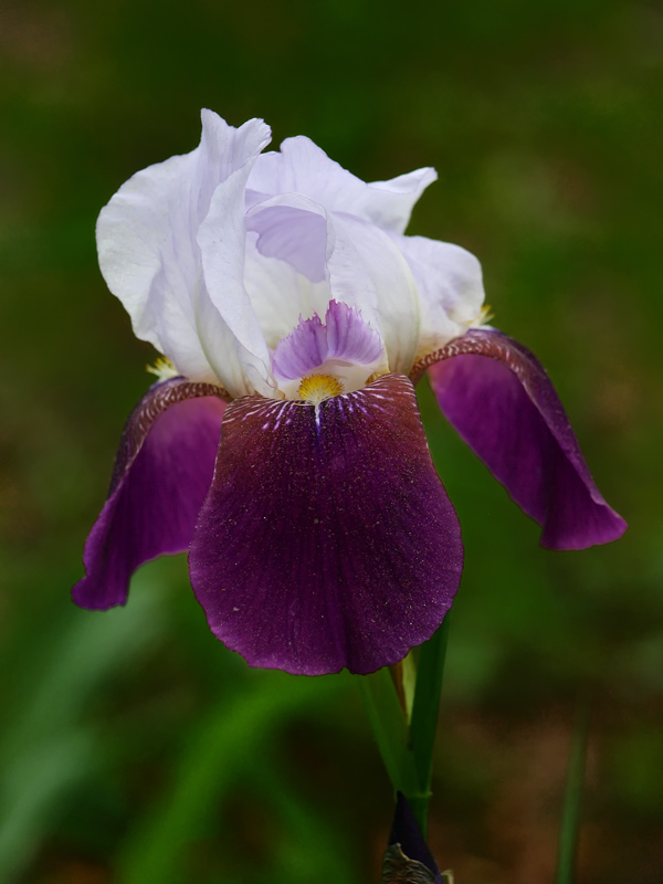 purple iris