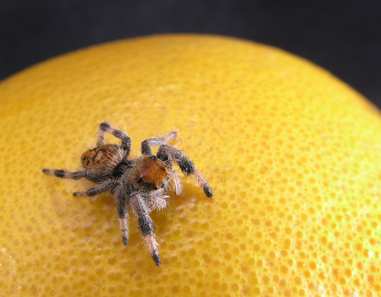 Spider on orange
