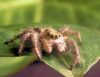 Wolf spider by Joe Saladino