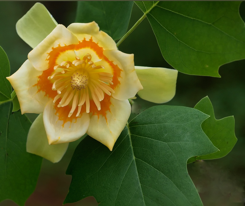 tulip tree blossom