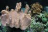 Reef Tank Mar 2005 by Kathleen Prados